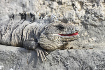 iguana 

