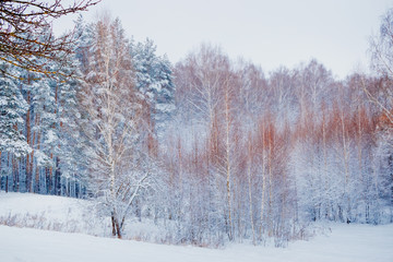 Winter forest with snow