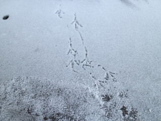 traces of birds in the snow