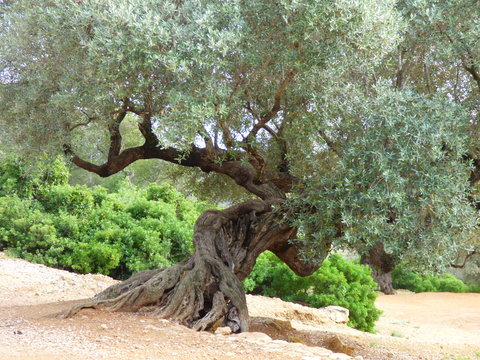 Olivos milenarios en Ulldecona, Tarragona ( Catalu&ntilde;a,Espa&ntilde;a)