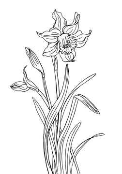 Narcissus with buds and leaves, a contour black and white vector illustration.