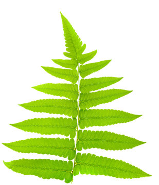 fern leaf isolated on white background