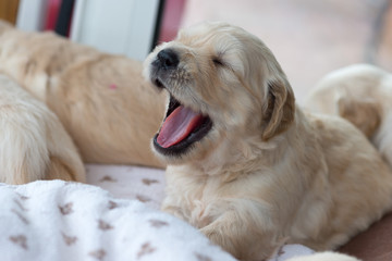 Golden Retriever puppy is yawning. Close up.