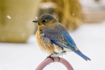 Female bluebird
