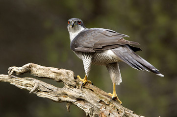 Northern goshawk. Accipiter gentilis
