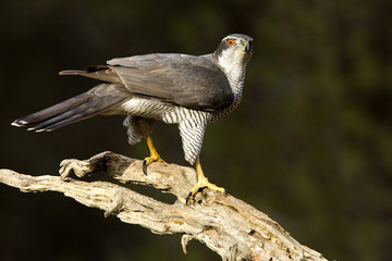 Northern goshawk. Accipiter gentilis