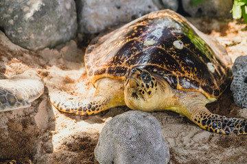 Sea Turtle on the sea beach reserved animals in Thailand.