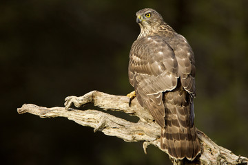 Northern goshawk. Accipiter gentilis