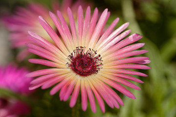 Obraz premium Mittagsblume