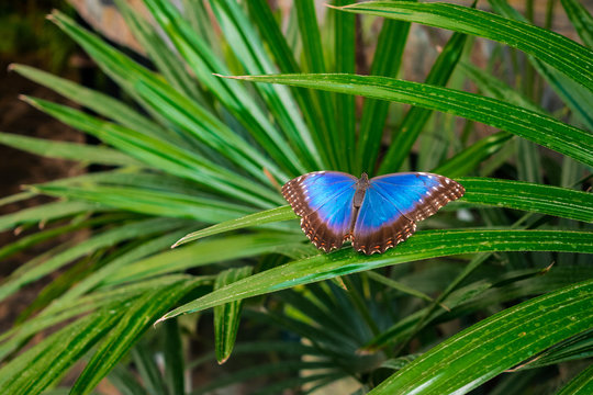 Morpho peleides butterfly , the Peleides blue morpho, common morpho or the emperor