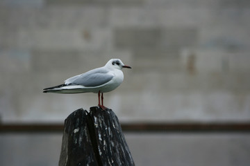 seagull in Venice (winter season)