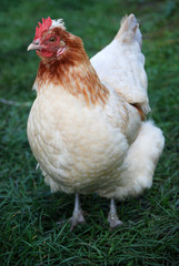 Frei laufendes Huhn in Wiese