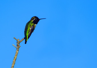 Portrait of hummingbird perched on a branch against a clear blue sky