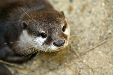 The Asian small-clawed otter also known as the oriental small-clawed otter or simply small-clawed otter, is a semiaquatic mammal native toTropical Forest  at South and Southeast Asia. Thailand