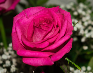 lovely pink rose
