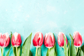 Background for congratulations, greeting cards. Fresh spring tulips flowers, on light blue background top view copy space