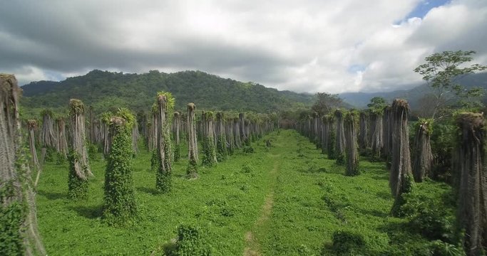 Aerial, Plantage Of Leafless Palms, Costa Rica