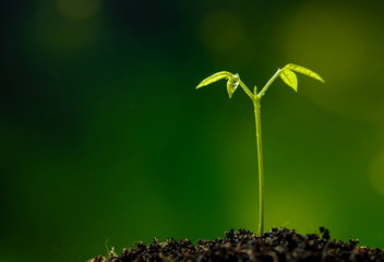 Bud leaves of young plant seeding in forest