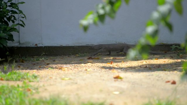 Wild Lizard. Dragon Komodo.