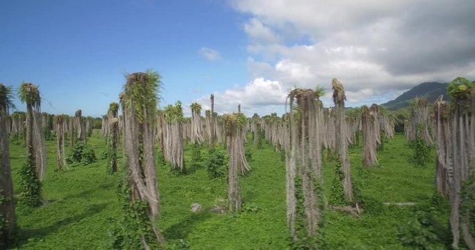 Aerial, Plantage Of Leafless Palms, Costa Rica