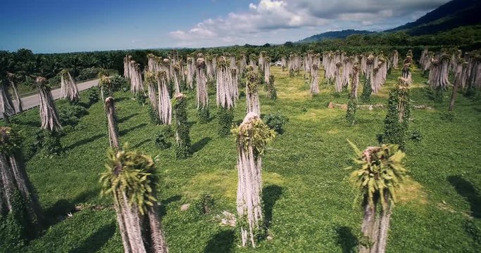 Aerial, Plantage Of Leafless Palms, Costa Rica
