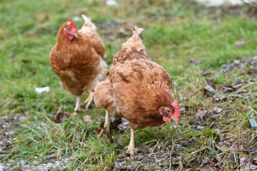 domestic chicken eating together on the grass farm