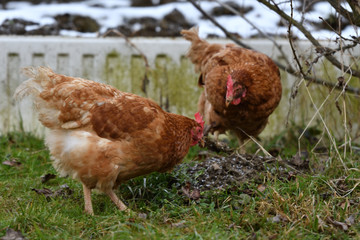 domestic chicken eating together on the grass farm
