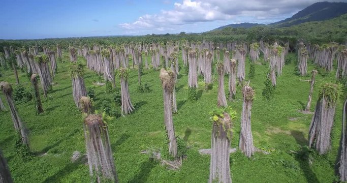 Aerial, Plantage Of Leafless Palms, Costa Rica