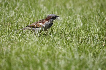 House sparrow