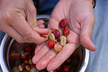 Peel the Coffee Berries