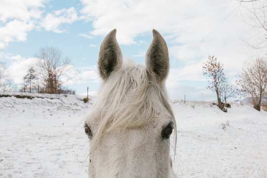 Primer plano de orejas de un caballo blanco en paisaje invernal nevado en día soleado