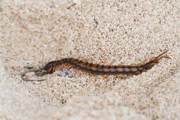 Giant skolopendra, centiped on a sandy beach eating a gecko. Giant red Centipede dangerous animal....