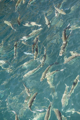 Fische im Wasser von oben