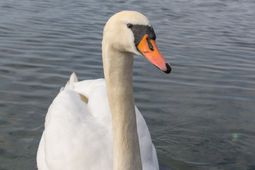 Weisser Schwan im Wasser - nahaufnahme vom Kopf