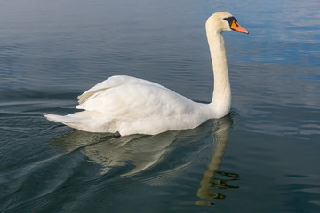 Weisser Schwan im Wasser