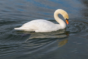 Weisser Schwan im Wasser