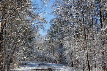 snow covered tree canopy 
