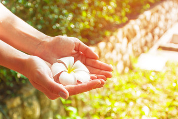 Frangipani flower in a woman's hand