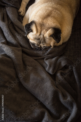 Dog Breed Pug Sleeping Peacefully On The Couch Stock Photo And