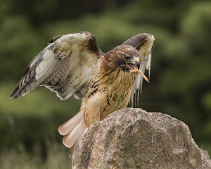 Red Tailed Hawk