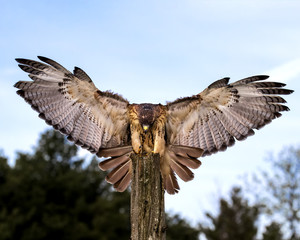 Red Tailed Hawk