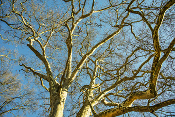 Fototapeta premium Tree without leaves with blue sky for background