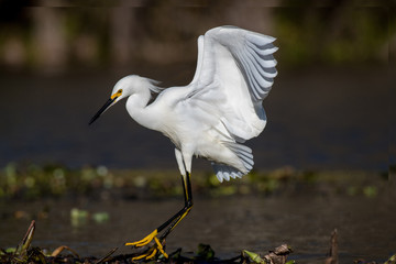 Little Egret Fly Walking