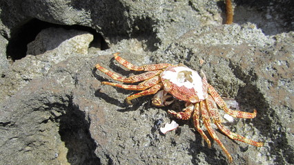 Dead and Dried Crab
