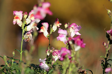 Dragon flower, Antirrhinum