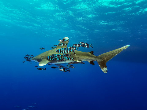 Shark - Longimanus 