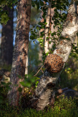 Burl on birch tree