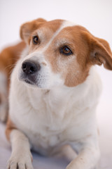 Red and White Mixed Breed Dog