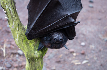 Flying dog on Bali close-up centered.