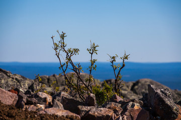 Summer in lapland, Finland